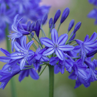 Agapanthus 'Northern Star'