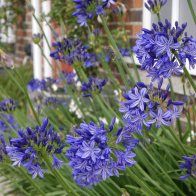 Agapanthus 'Northern Star'