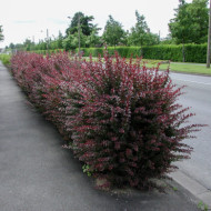 Berberis thunbergii 'Atropurpurea'