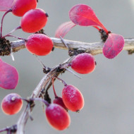 Berberis thunbergii 'Atropurpurea'