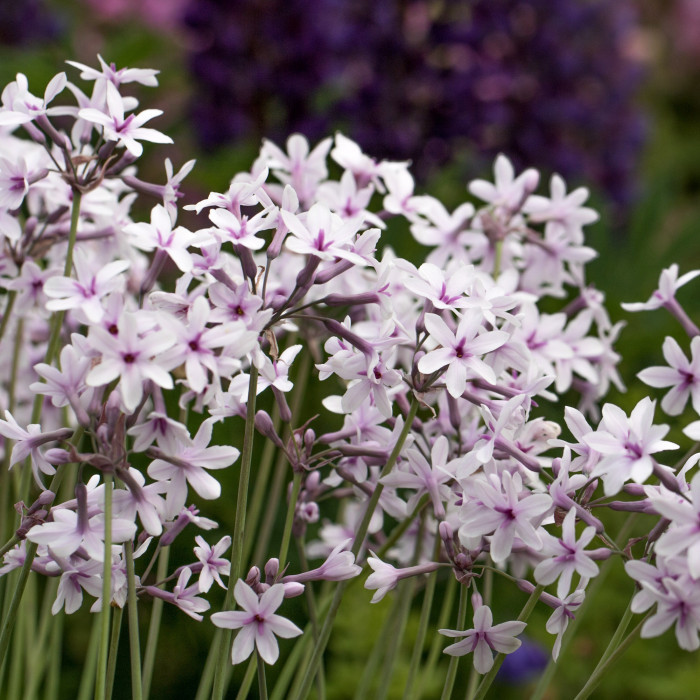 Tulbaghia 'Purple Eye'