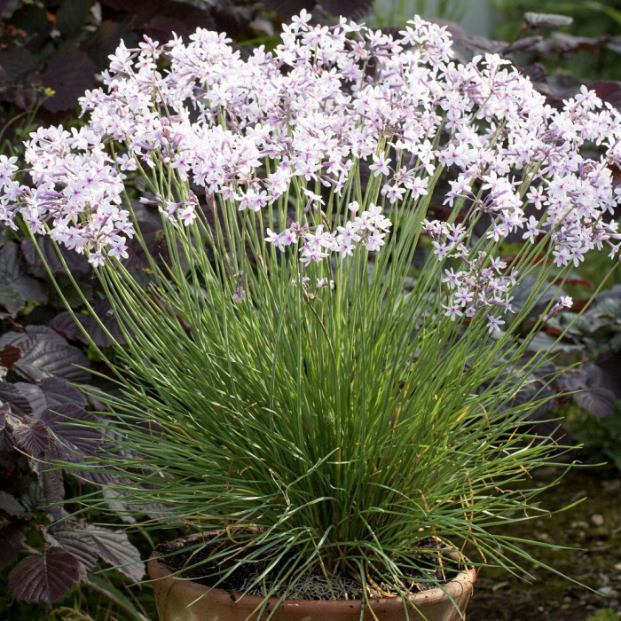 Tulbaghia 'Purple Eye'