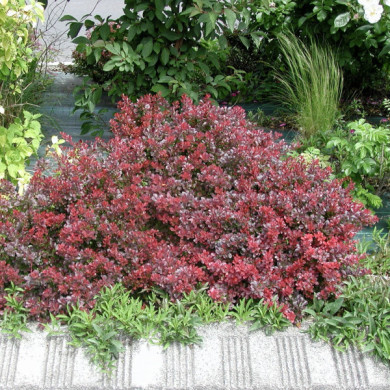 Berberis thunbergii 'Atropurpurea Nana'