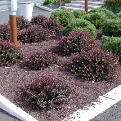 Berberis thunbergii 'Atropurpurea Nana'