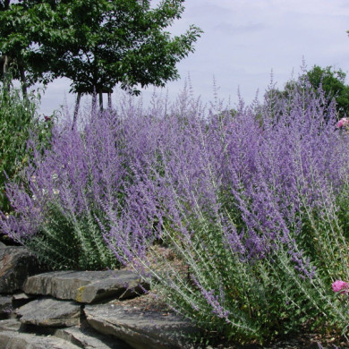 Perovskia 'Blue Spire'
