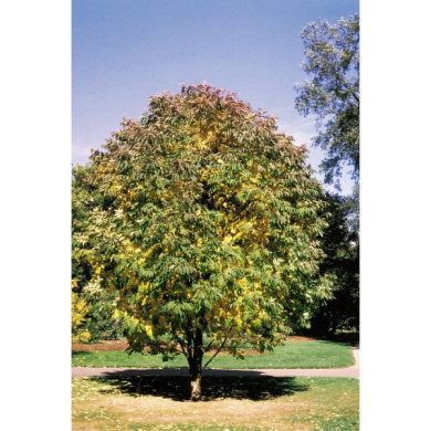 Fraxinus americana