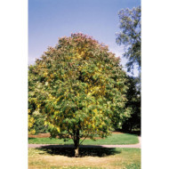 Fraxinus americana