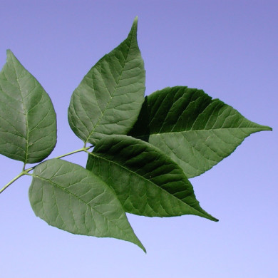 Fraxinus americana