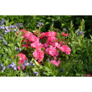 Rosier paysager DECOROSIERS® Emera®