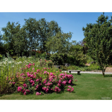 Rosier paysager DECOROSIERS® Emera®