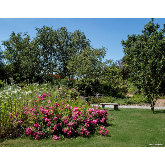Rosier paysager DECOROSIERS® Emera®