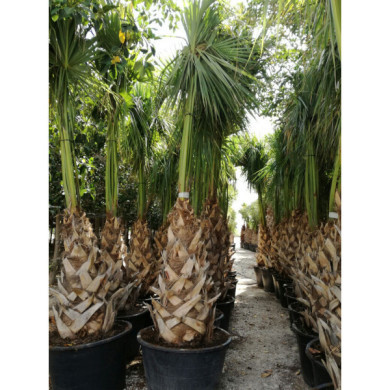 Sabal palmetto