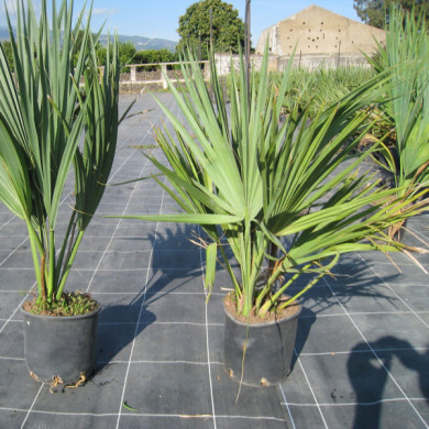 Sabal palmetto