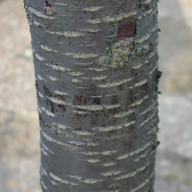 Prunus sargentii 'Rancho'
