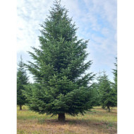 Sapin Nordmann