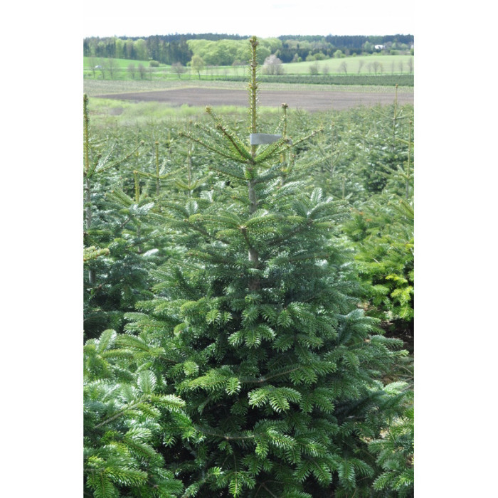 Sapin Nordmann