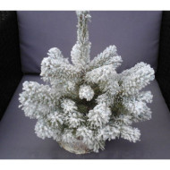 Sapin Epicéa floqué blanc