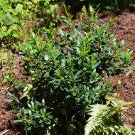 Daphne x transatlantica Eternal Fragrance® 'blafra'