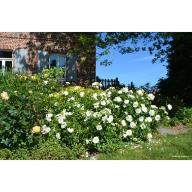 Rosier paysager DECOROSIERS® Opalia®