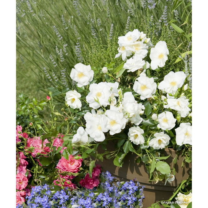 Rosier paysager DECOROSIERS® Opalia®