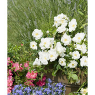 Rosier paysager DECOROSIERS® Opalia®