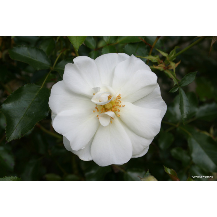 Rosier paysager DECOROSIERS® Opalia®