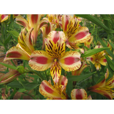 Alstroemeria x hybrida Marguerite®