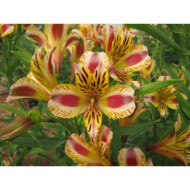 Alstroemeria x hybrida Marguerite®
