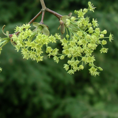 Acer negundo