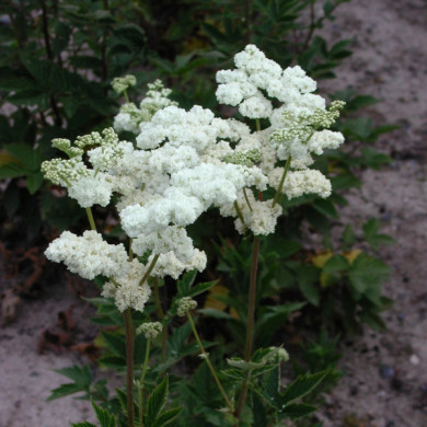Filipendula ulmaria 'Plena'