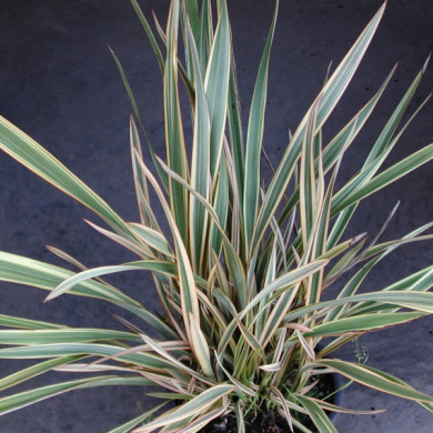 Phormium 'Golden Ray'