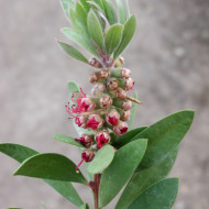Callistemon rugulosus