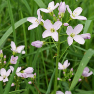 Cardamine pratensis