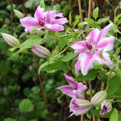 Clematis 'Nelly Moser'