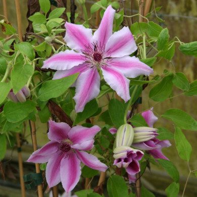 Clematis 'Nelly Moser'