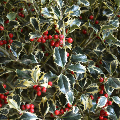 Ilex aquifolium 'Argentea Marginata'