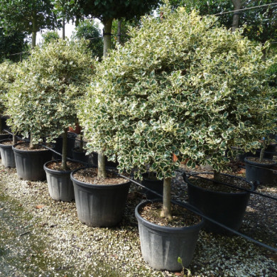 Ilex aquifolium 'Argentea Marginata'
