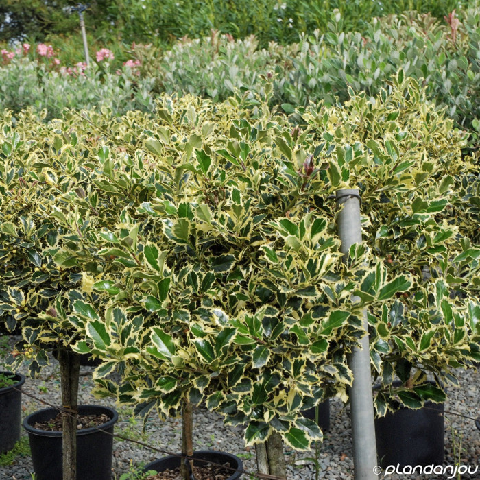 Ilex aquifolium 'Argentea Marginata'