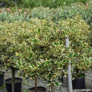 Ilex aquifolium 'Argentea Marginata'