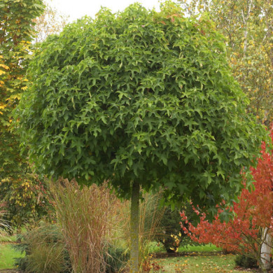 Liquidambar styraciflua 'GumBall'