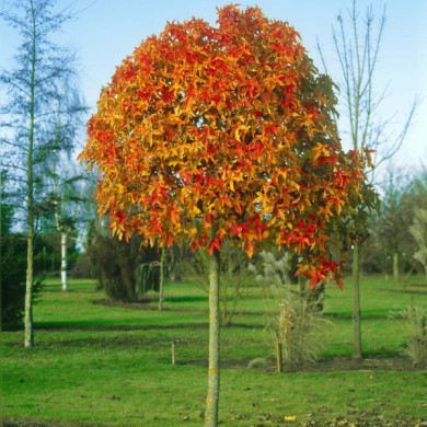 Liquidambar styraciflua 'GumBall'