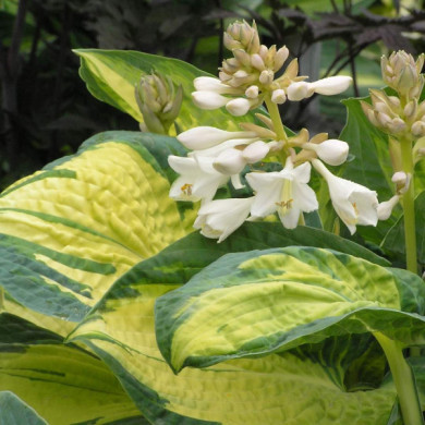 Hosta 'Great Expectations'