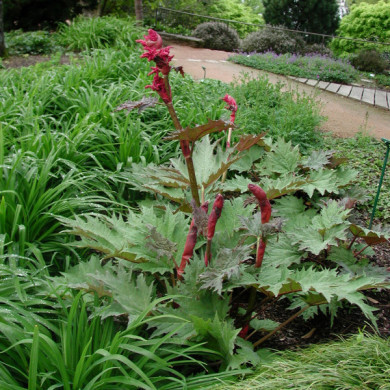 Rheum palmatum var. tanguticum