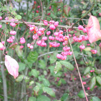 Euonymus europaeus