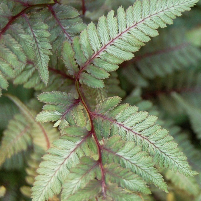 Athyrium niponicum 'Red Beauty'