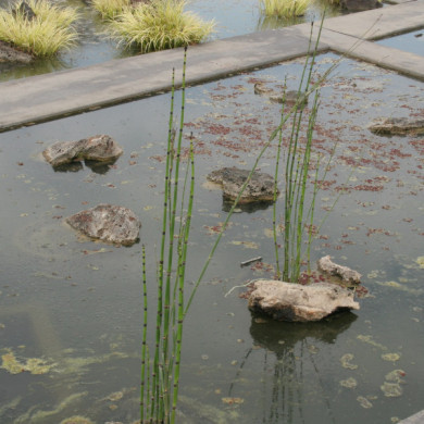 Equisetum americanum