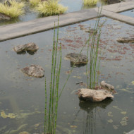 Equisetum americanum