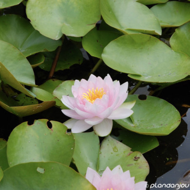 Nelumbo nucifera 'Pekinensis Rubra'