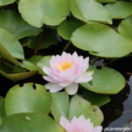 Nelumbo nucifera 'Pekinensis Rubra'