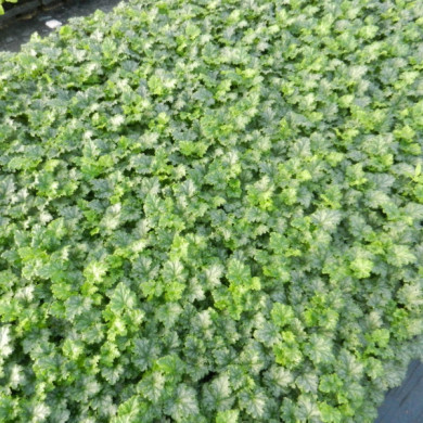 Heuchera Apple Crisp®